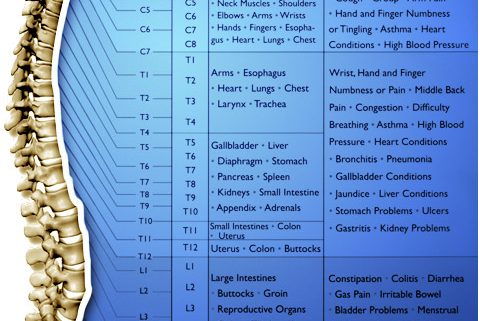 Do Chiropractic Assistants Get Adjusted